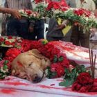 Rüyada Köpek Cenazesi Görmek Ne Anlama Gelir, Neye İşarettir?