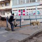 Rüyada Köpek Dövmek Ne Anlama Gelir, Neye İşarettir?