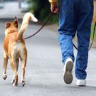 Rüyada Köpek Gezdirmek Ne Anlama Gelir, Neye İşarettir?