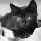 Rüyada Siyah Yavru Kedi Görmek Ne Anlama Gelir, Neye İşarettir?