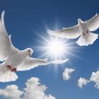 Rüyada Beyaz Güvercin Görmek Ne Anlama Gelir, Neye İşarettir?