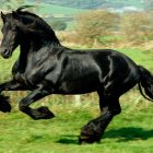 Rüyada Siyah At Görmek Ne Anlama Gelir, Neye İşarettir?
