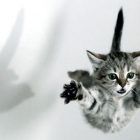 Rüyada Kedi Atmak Ne Anlama Gelir, Neye İşarettir?