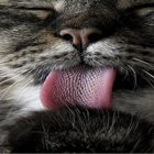 Rüyada Kedi Dili Görmek Ne Anlama Gelir, Neye İşarettir?