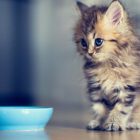 Rüyada Yavru Kedi Beslemek Ne Anlama Gelir, Neye İşarettir?