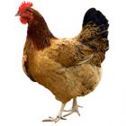 Rüyada Ağlayan Tavuk Görmek Ne Anlama Gelir, Neye İşarettir?