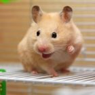 Rüyada Hamster Görmek