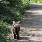 Rüyada Kedi Avlamak