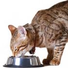 Rüyada Kedi Beslemek Ne Anlama Gelir, Neye İşarettir?