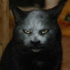 Rüyada Kedi Şeklinde Şeytan Görmek Ne anlama Gelir, Neye İşarettir?