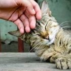 Rüyada Kedi Sevmek Ne Anlama Gelir, Neye İşarettir?