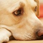 Rüyada Köpek Ölüsü Görmek Ne Anlama Gelir, Neye İşarettir?